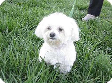 maltese rescue indiana|maltese for adoption in indiana.